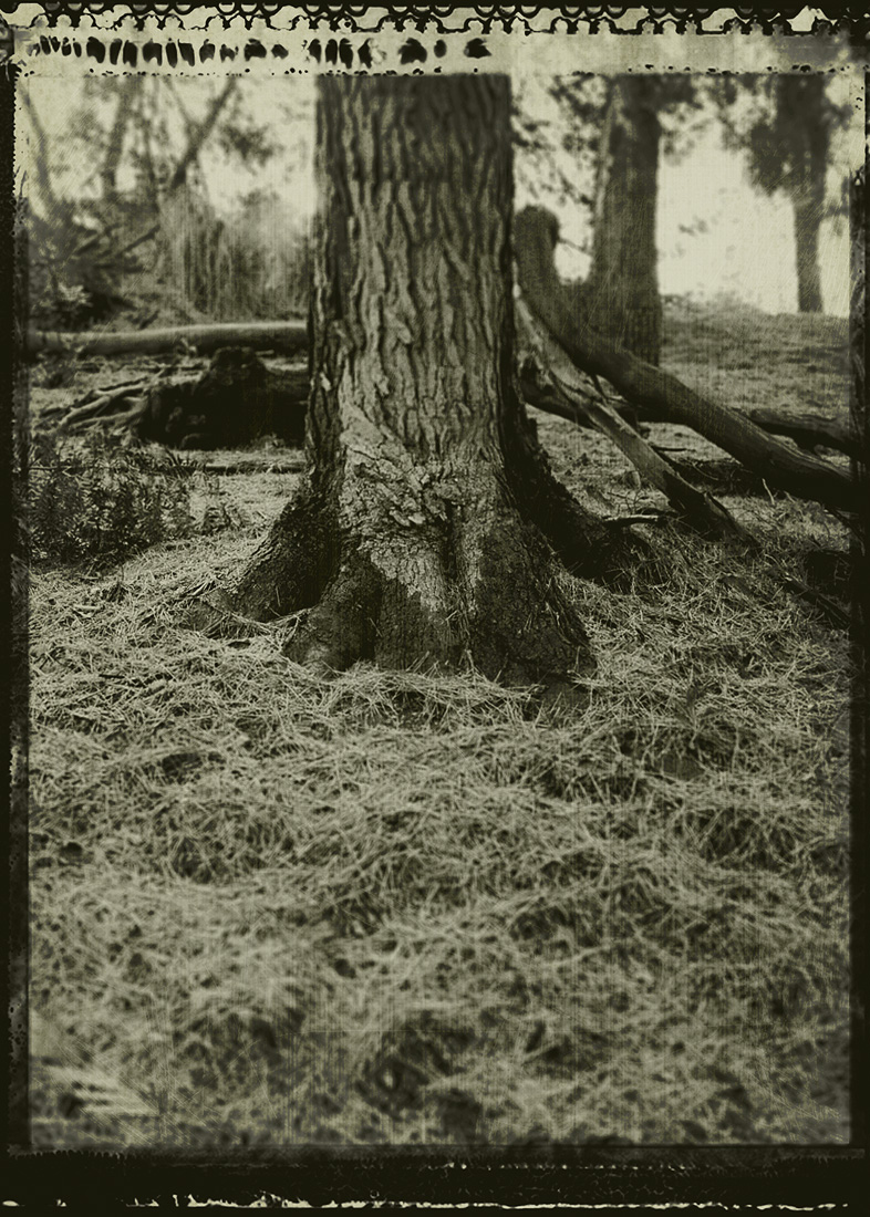 Daguerreotype photo of a tree