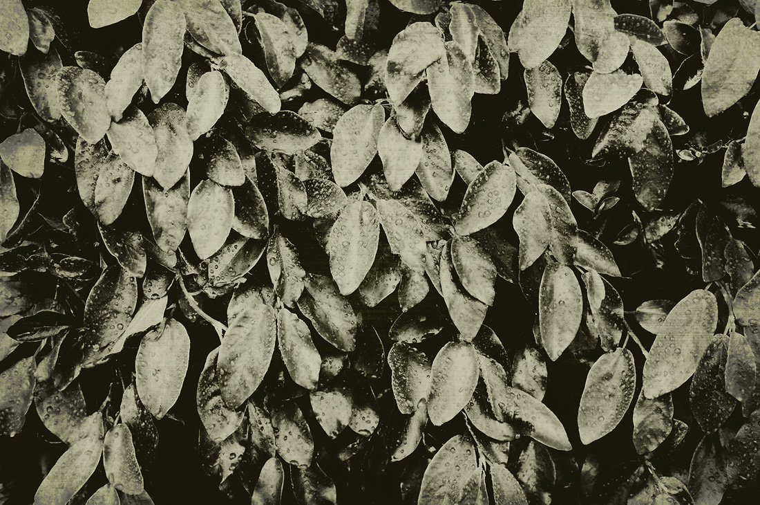 daguerreotype photo of leaves with water droplets 