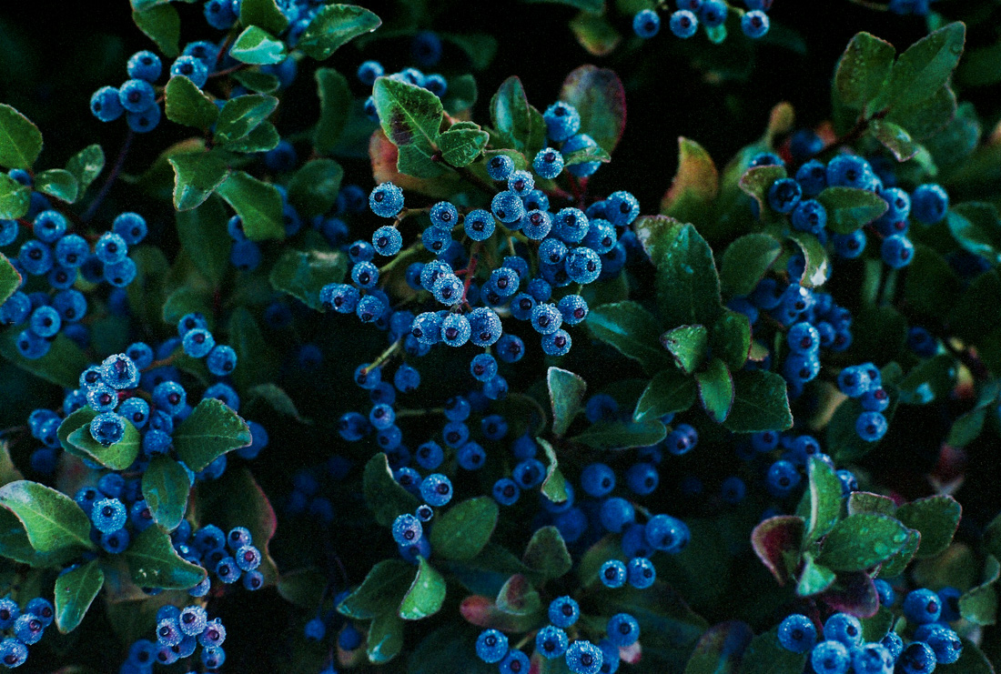 morning-dew-on-berries